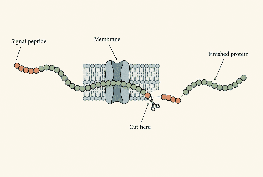 A beaded protein chain with a coloured address segment at its front passes through a channel in a membrane, where scissors cut the segment off. Labels read Signal peptide, Membrane, Cut here and Finished protein.