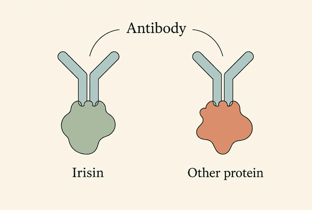 Two Y-shaped antibodies labelled 'Antibody'. One grips a protein labelled 'Irisin'; the other grips a different protein labelled 'Other protein', showing a test can catch the wrong target.
