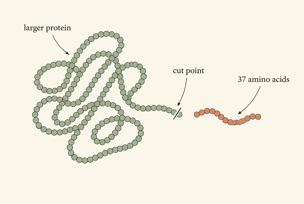 Diagram of a long folded protein chain with a short piece snipped free from its tail end, labelled larger protein, cut point and 37 amino acids.