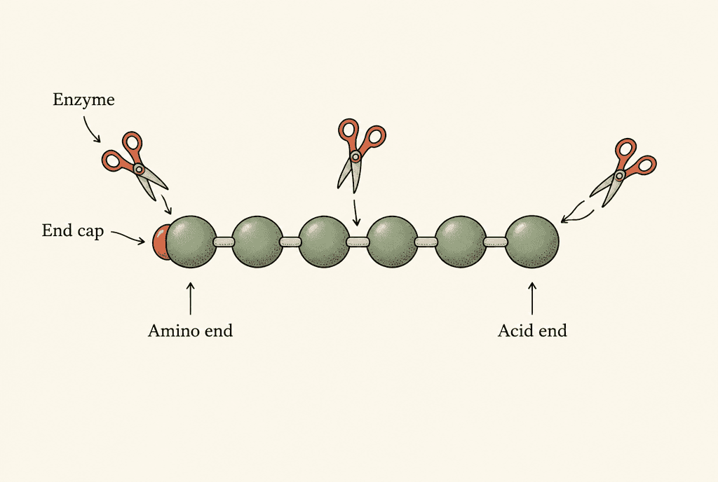 A chain of seven beads with labels Amino end and Acid end; scissor-like shapes labelled Enzyme approach both ends and the middle, and a small cap labelled End cap sits on the amino end.