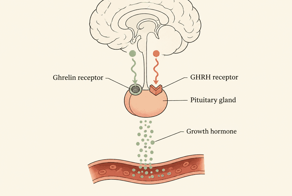 Diagram of the gland labelled Pituitary gland under the brain, with two different receptor sockets labelled Ghrelin receptor and GHRH receptor, and a stream of dots below labelled Growth hormone leaving the gland.