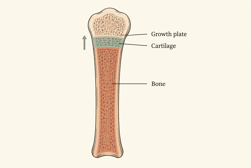 Cutaway of a long bone end showing a sage cartilage band above terracotta bone with an upward arrow, labelled Growth plate, Cartilage and Bone.