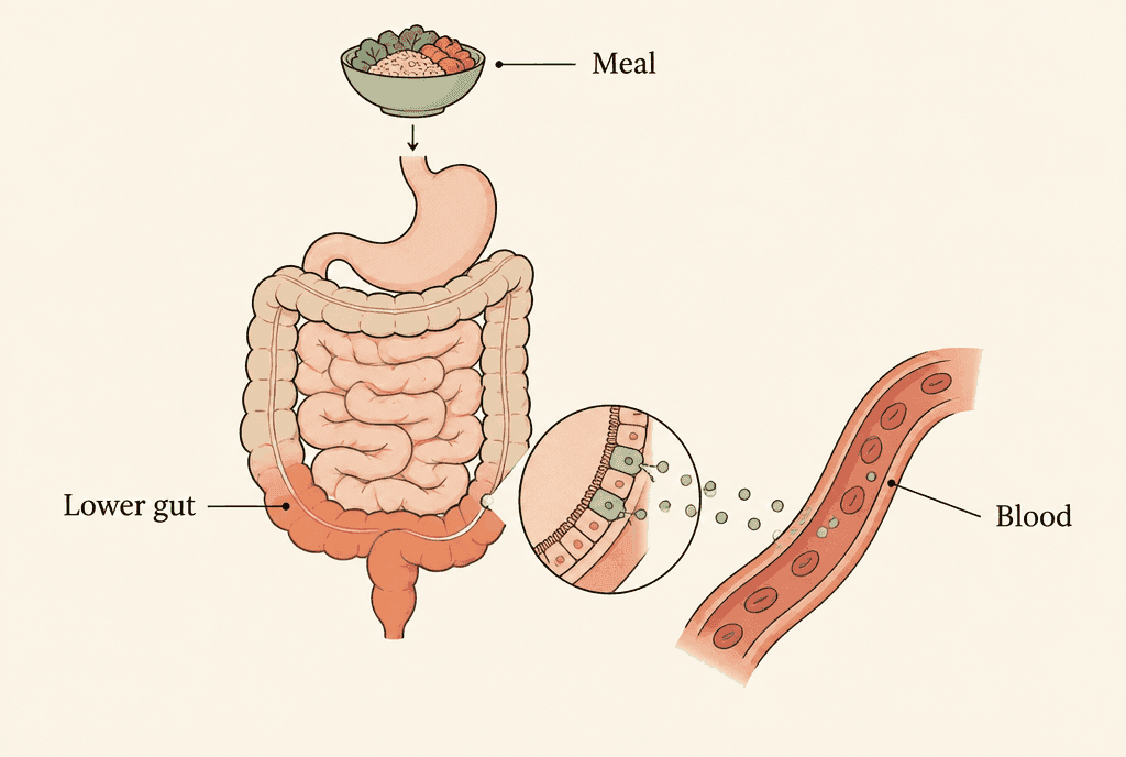 Diagram of the digestive tract: a meal enters at the top, the lower gut is highlighted, and small message particles pass from the gut wall into the blood. Labels read Meal, Lower gut and Blood.