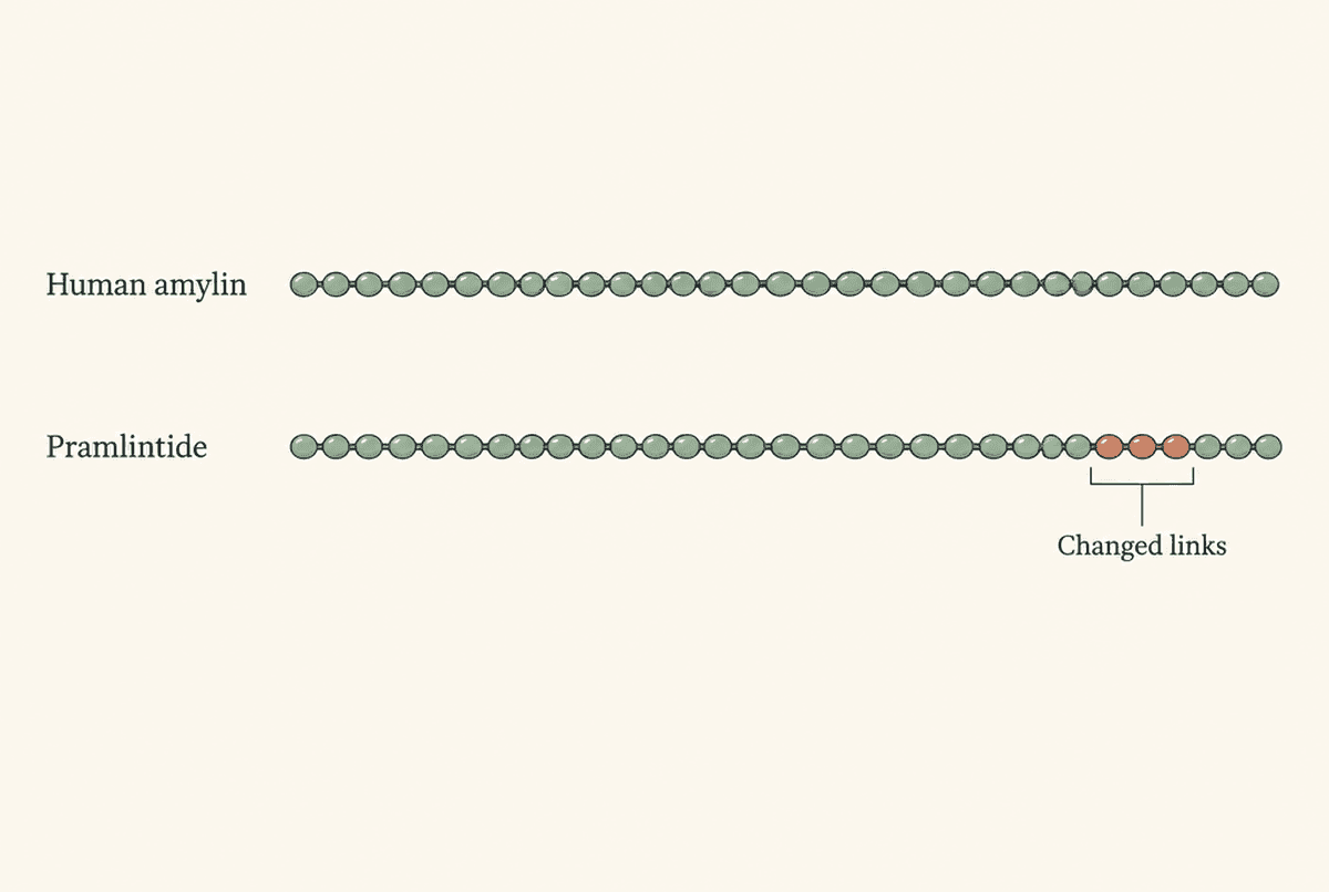 Two matching chains of beads. The top chain is labelled 'Human amylin'. The bottom chain is labelled 'Pramlintide' and has three highlighted beads near its end, marked 'Changed links'.