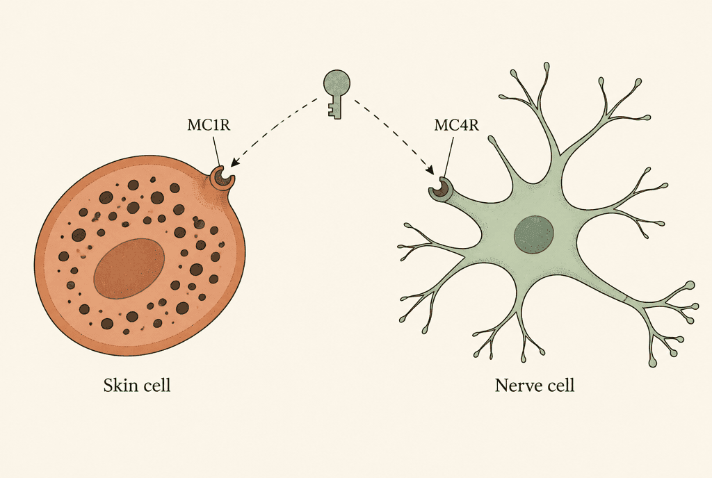 Diagram of one key-shaped messenger with arrows to a docking site on a skin pigment cell and on a nerve cell. Labels read Skin cell, Nerve cell, MC1R and MC4R.