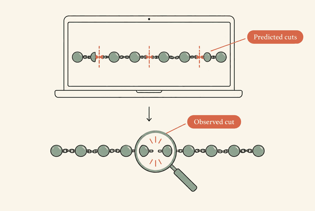 Top row: a chain on a screen with three dashed marks labelled Predicted cuts. Bottom row: the same chain split at only one position under a magnifying lens, labelled Observed cut.
