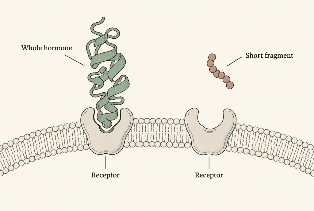 Two receptors on a cell surface, each labelled Receptor: one holds a large shape labelled Whole hormone, the other stays empty beside a small chain labelled Short fragment.