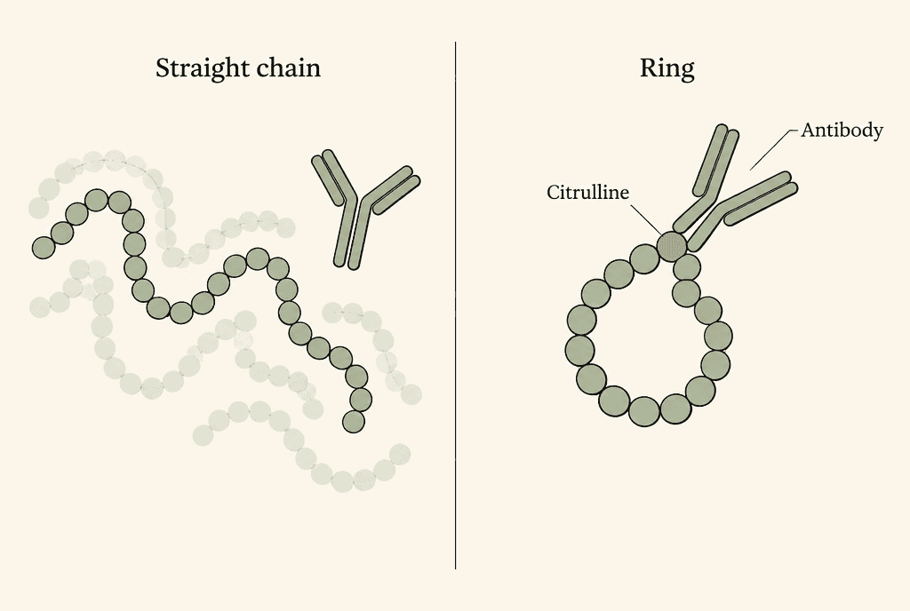 Two panels. Left: a floppy bead chain labelled Straight chain with a Y-shaped antibody not attached. Right: the beads closed into a loop labelled Ring, with one highlighted bead labelled Citrulline gripped by a Y-shaped shape labelled Antibody.