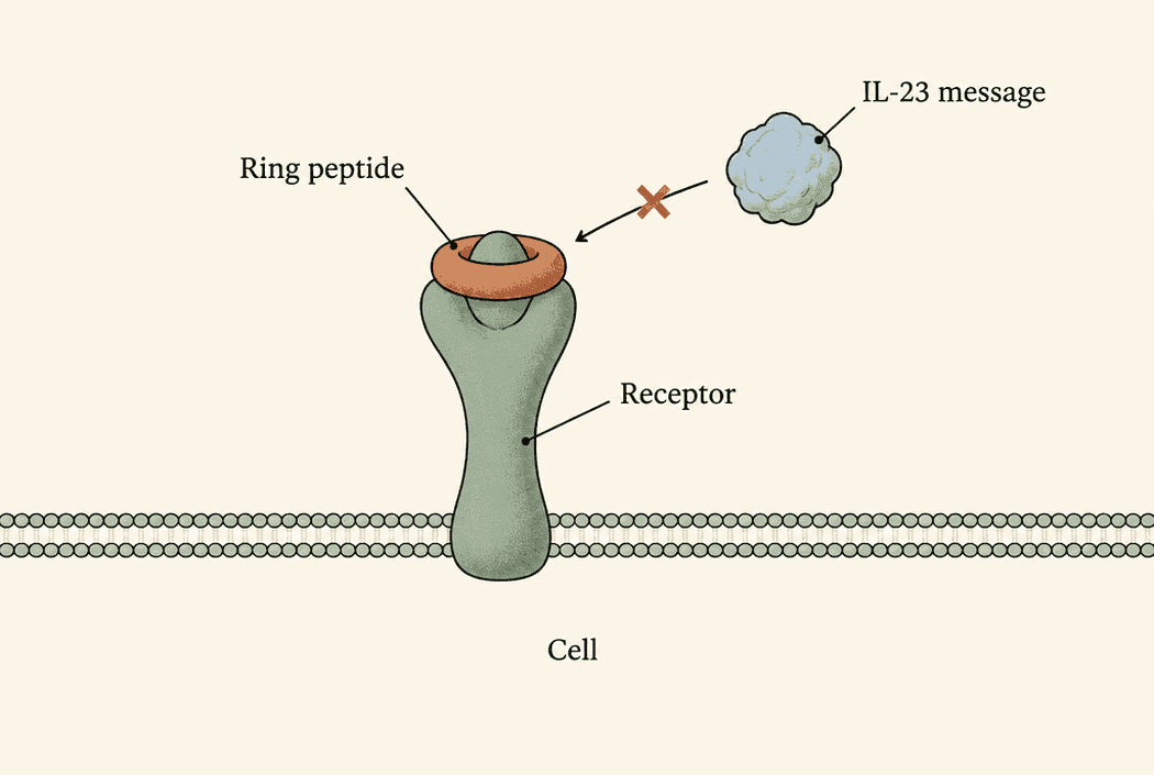A receptor labelled 'Receptor' rises from a membrane above a region labelled 'Cell'. A ring labelled 'Ring peptide' sits on top, and a protein labelled 'IL-23 message' is stopped before it can attach.