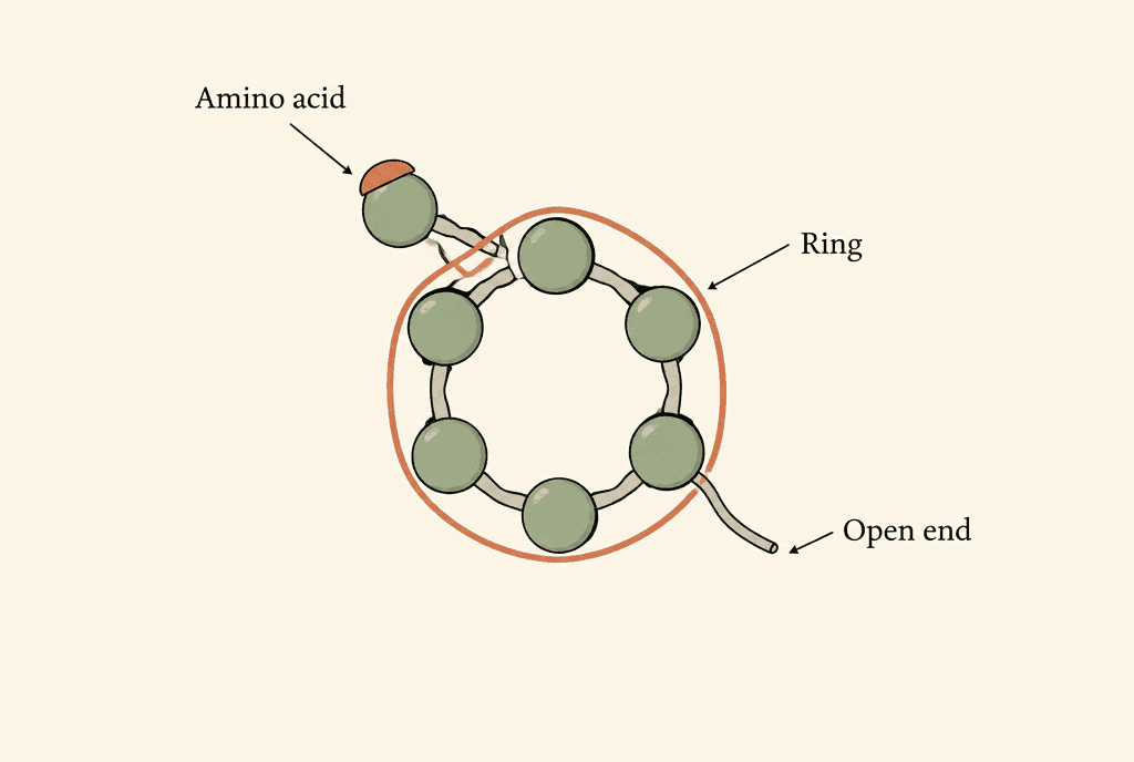 Diagram of a chain of seven beads, with six beads closed into a loop and one bead outside it. Labels read Amino acid, Ring and Open end.