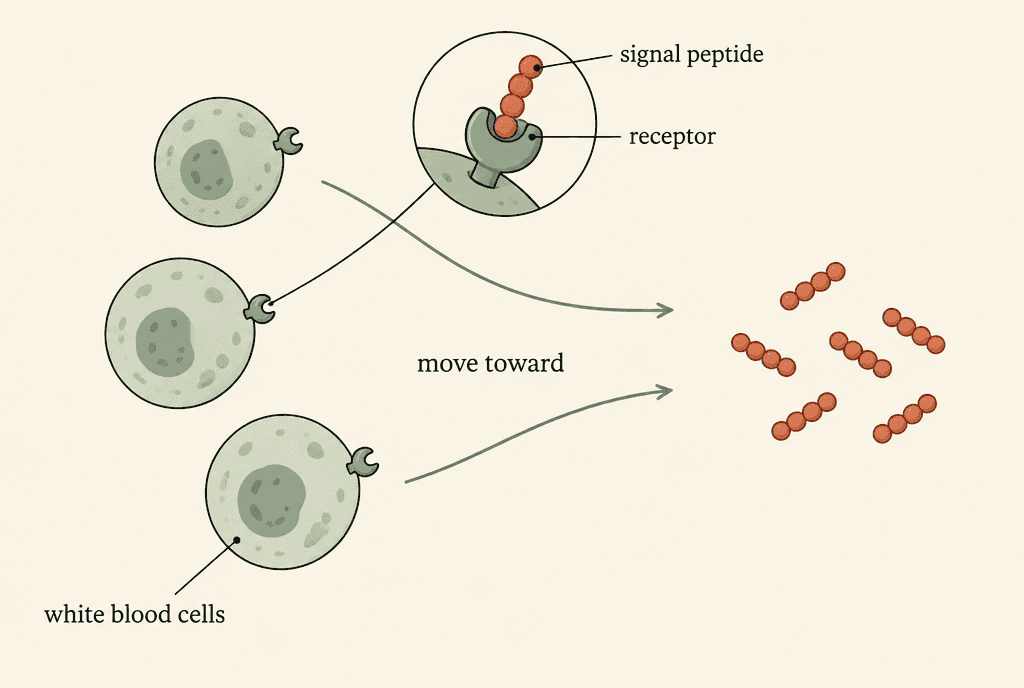 Diagram of white blood cells with surface receptors moving along arrows toward small signal molecules, with an inset of one signal fitted into a receptor, labelled signal peptide, receptor, white blood cells and move toward.