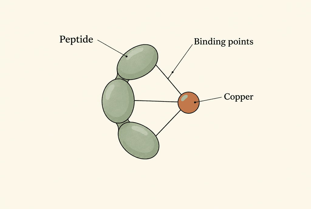Conceptual diagram of a short connected chain holding a separate sphere through three contact lines. Labels read Peptide, Copper and Binding points.