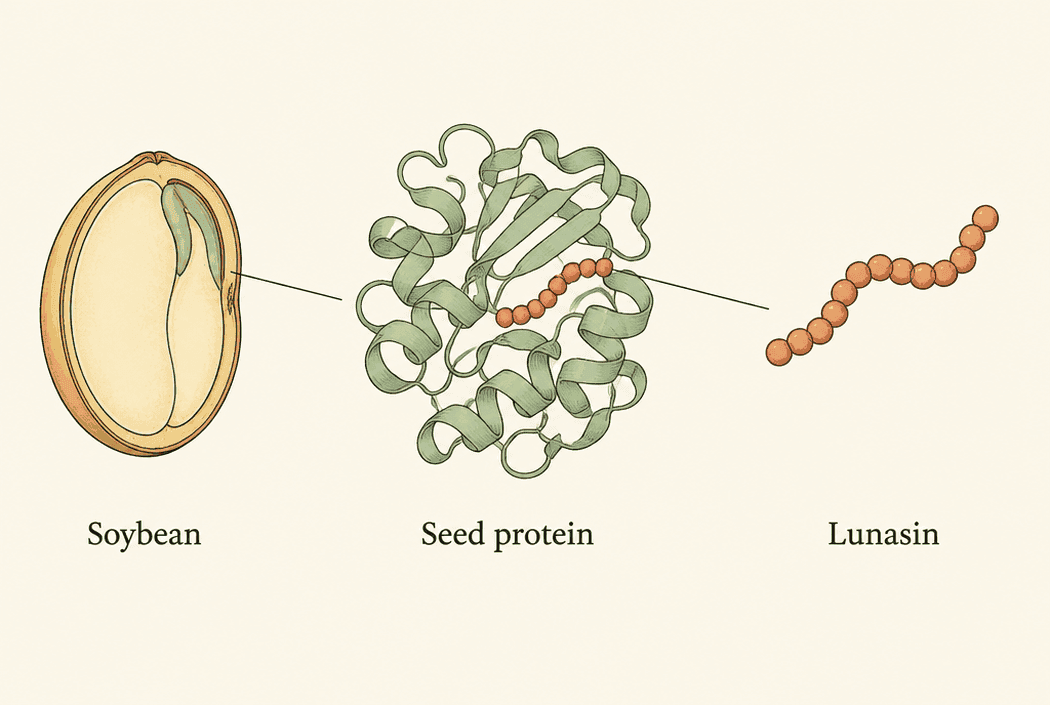 A soybean labelled 'Soybean' leads to a folded protein labelled 'Seed protein'. One short highlighted part of that protein is shown on its own as a bead chain labelled 'Lunasin'.