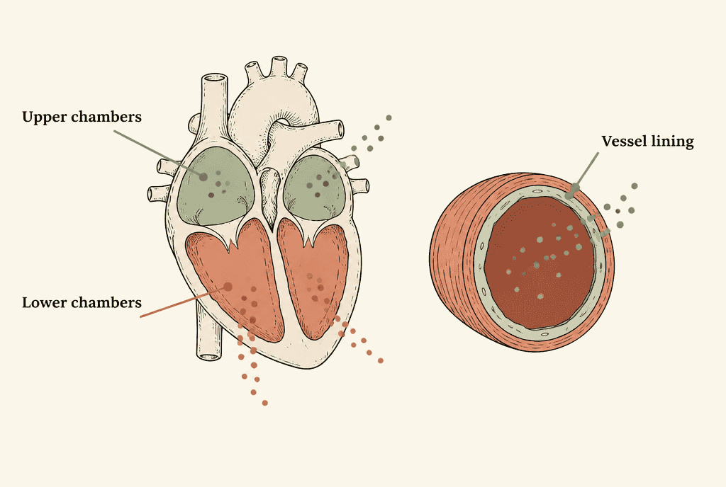 Cutaway heart and a blood vessel cross-section, with three highlighted sources of hormone labelled Upper chambers, Lower chambers and Vessel lining.