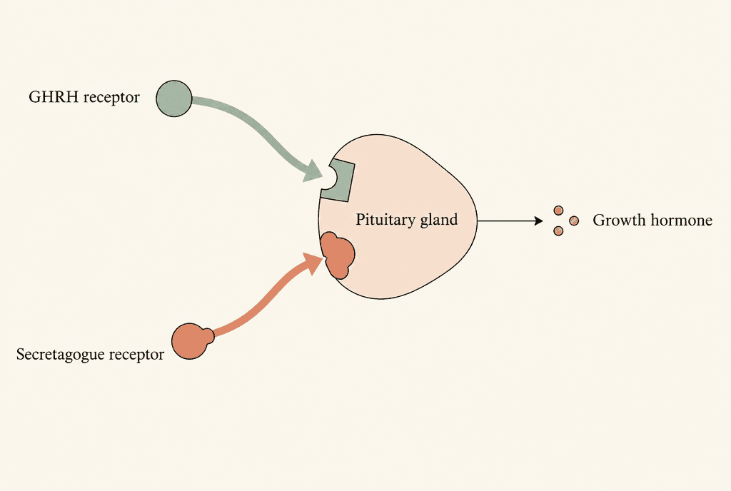 Two separate arrows dock into two different receptors on one gland labelled "Pituitary gland": one labelled "GHRH receptor", one labelled "Secretagogue receptor"; one arrow leaves the gland labelled "Growth hormone".