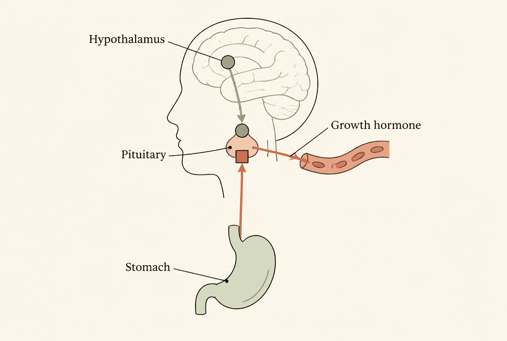 Head and body outline: one arrow from the Hypothalamus and one from the Stomach both reach the Pituitary through two different switch shapes, and an arrow labelled Growth hormone leaves the pituitary into the blood.