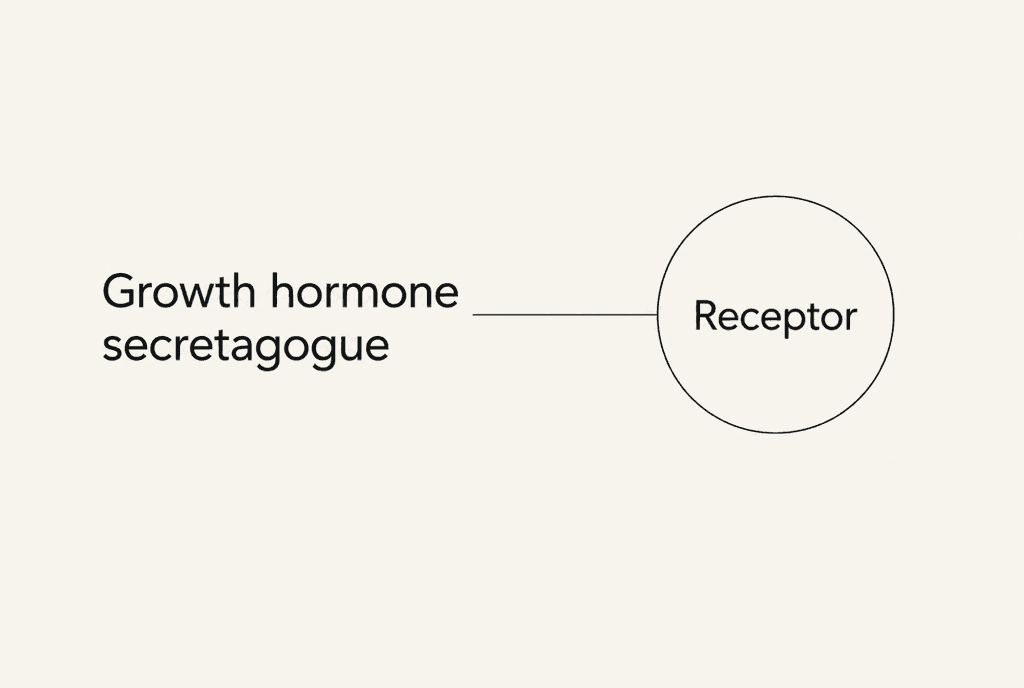 One line from the label Growth hormone secretagogue entering a circle labelled Receptor.
