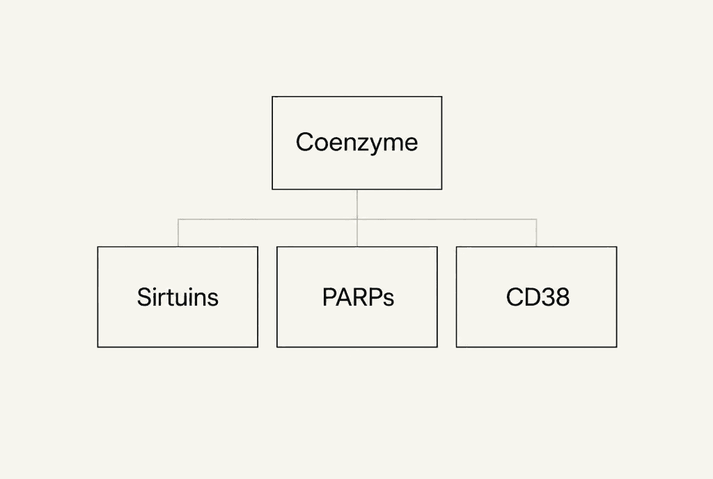 One box labelled Coenzyme joined by lines to boxes labelled Sirtuins, PARPs and CD38; CD38 is an enzyme within the NADase class described by Covarrubias et al. (2021).