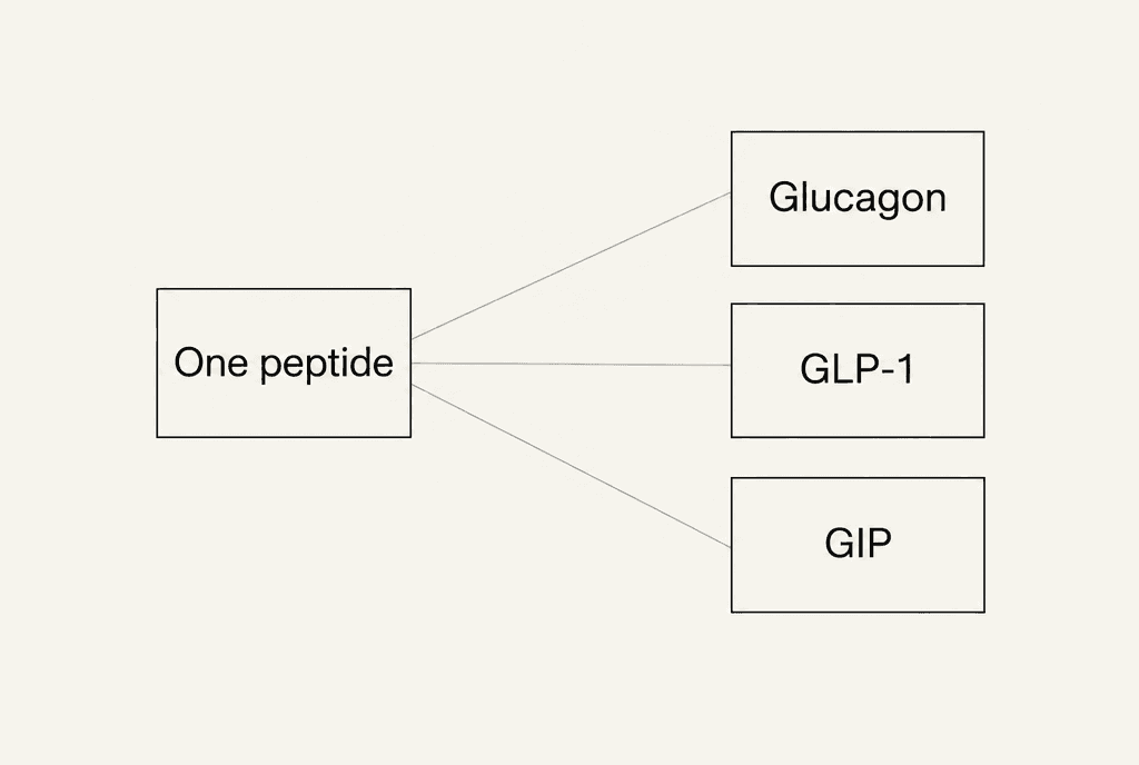 One box labelled One peptide joined by three lines to three boxes labelled Glucagon, GLP-1 and GIP.