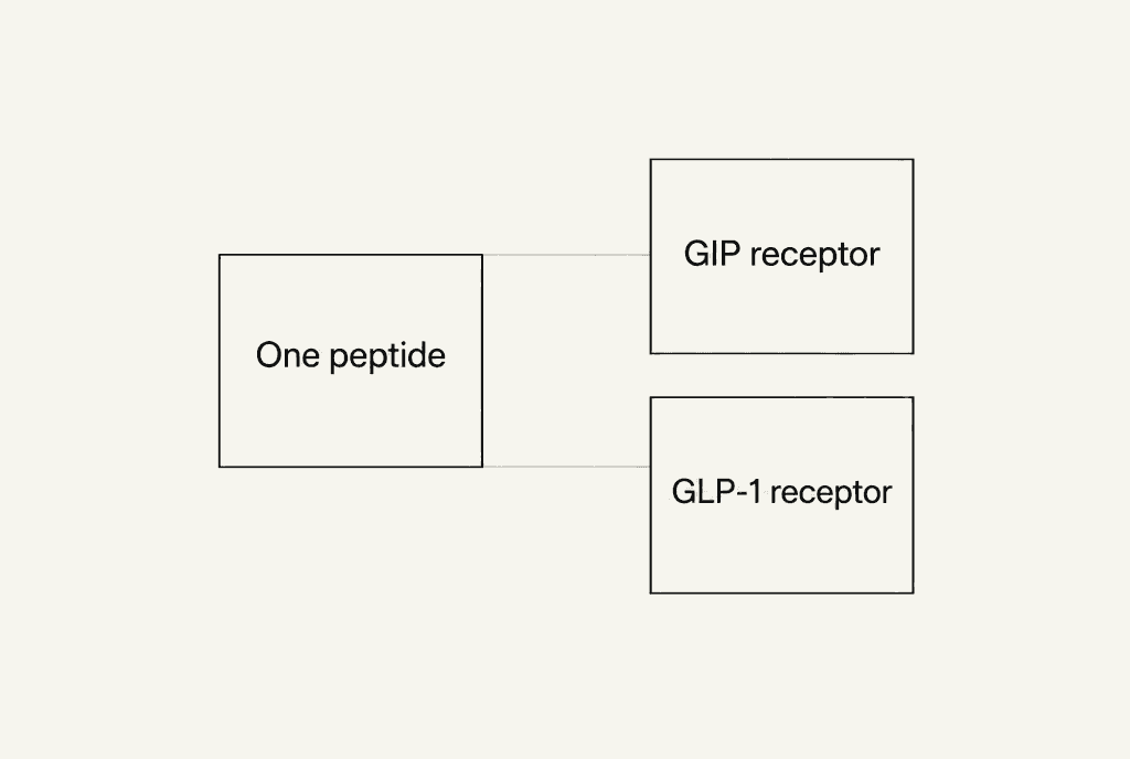 One box labelled One peptide joined by two lines to two boxes labelled GIP receptor and GLP-1 receptor.