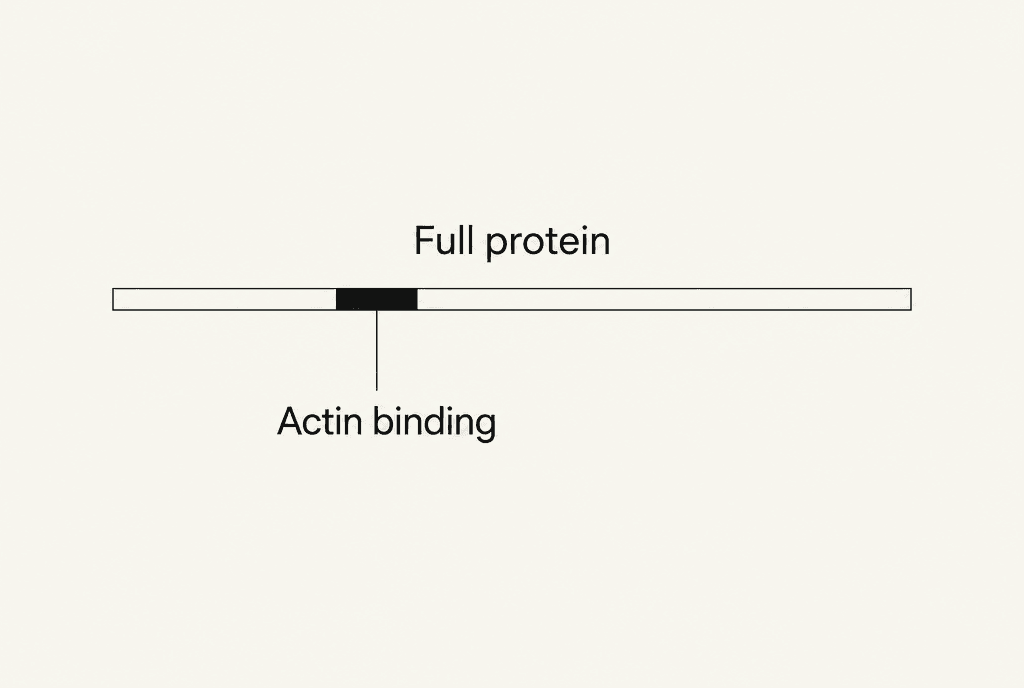 One long horizontal bar labelled Full protein with a short solid segment inside it, joined by a thin line to the label Actin binding. The diagram is not to scale.