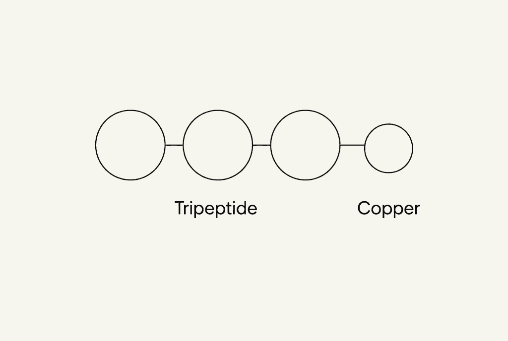 A row of three joined circles labelled Tripeptide, with one smaller circle joined beside the row by a short line and labelled Copper.