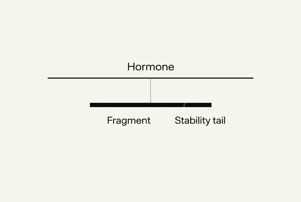 One long horizontal bar labelled Hormone, joined by a thin line to a shorter solid bar of two parts labelled Fragment and Stability tail. The diagram is not to scale.