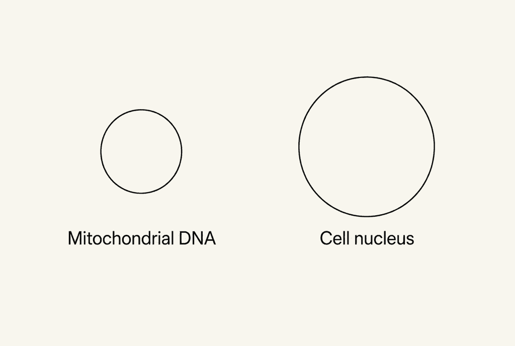 Two separate circles that do not touch, labelled Mitochondrial DNA and Cell nucleus. The diagram is not to scale.