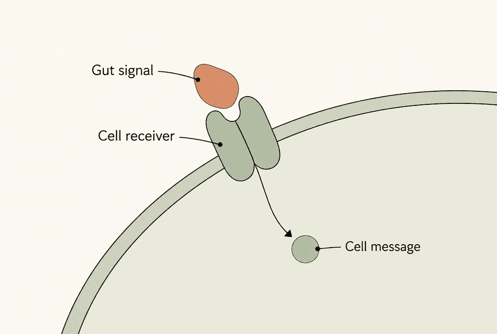 Conceptual diagram of an outer hormone message meeting a cell-surface receptor, with an arrow to a signal inside the cell. Labels read Gut signal, Cell receiver and Cell message.